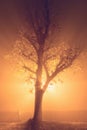 Foggy alley in night city park, vertical image Royalty Free Stock Photo