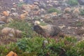 foggy alpine enviornment with marmot and stones