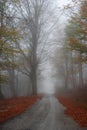 Foggy asphalt road Royalty Free Stock Photo