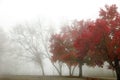 Foggy Autumn Royalty Free Stock Photo