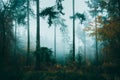 Foggy autumn day in a beautifully atmospheric forest