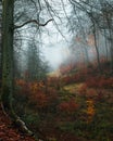 Foggy autumn day in the forest with decidious trees Royalty Free Stock Photo