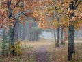 Foggy autumn day in the forest. Royalty Free Stock Photo