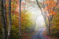 Foggy autumn drive Royalty Free Stock Photo