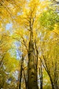 Foggy autumn Forest Royalty Free Stock Photo