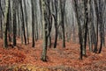 Foggy Autumn Forest