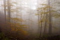 Foggy Autumn Forest Royalty Free Stock Photo