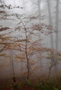 Foggy Autumn Forest Royalty Free Stock Photo