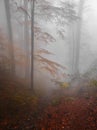 Foggy Autumn Forest Royalty Free Stock Photo