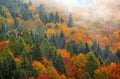 Autumn Forest Royalty Free Stock Photo