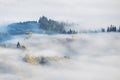 Foggy Autumn landscape with fir forest and yellow maple trees, aerial view, misty autumn season