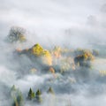 Foggy Autumn landscape with fir trees and yellow maple trees in forest Royalty Free Stock Photo