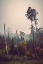 Foggy autumn landscape, sad feelings in the nature. Dark, soft colors. Bad mood, depression concept Royalty Free Stock Photo