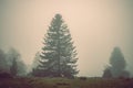 Foggy autumn landscape, sad feelings in the nature. Dark, soft colors. Bad mood, depression concept Royalty Free Stock Photo