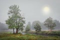 Foggy autumn landscape of trees on river bank in gray cold morning.