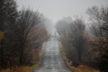 Foggy autumn landscape of wet late autumn. The road among the bare trees in the fog Royalty Free Stock Photo