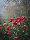 Foggy autumn morning garden view with red dahlia flowers in front Royalty Free Stock Photo