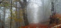 Foggy autumn path