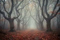Foggy autumn path through a mysterious forest Royalty Free Stock Photo