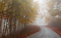 Foggy autumn road