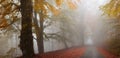 Foggy autumn road