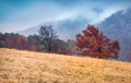 Foggy autumn scene of mountain valley with two trees. Splendid morning scene of Carpathian mountains, Kvasy village location, Ukra Royalty Free Stock Photo