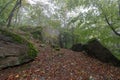 Foggy autumn Thuringian forest with immense rough stones covered with moss and fallen muddy foliage Royalty Free Stock Photo