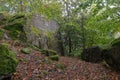 Foggy autumn Thuringian forest with immense rough stones covered with moss and fallen muddy foliage Royalty Free Stock Photo