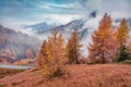 Foggy autumn view of Dolomite Alps with yellow larch trees and asphalt road on background Royalty Free Stock Photo