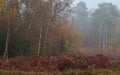 Foggy Woodland at Burnham Beeches in Buckinghamshire.