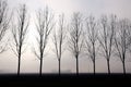 Foggy backlit trees Royalty Free Stock Photo