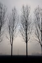 Foggy backlit trees Royalty Free Stock Photo