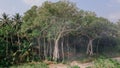 Foggy beautiful tropical forest landscape in the jungles at the island Manadhoo the capital of Noonu atoll Royalty Free Stock Photo