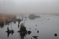 Foggy beaver pond Royalty Free Stock Photo