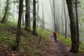 Man walking hiking trail through a foggy beech forest in the summer Royalty Free Stock Photo