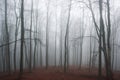 Foggy beech forest