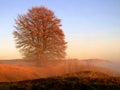 Foggy beech Royalty Free Stock Photo