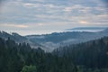 Foggy Black Forest in the morning time Royalty Free Stock Photo