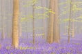 Foggy blooming bluebell forest of Hallerbos in Belgium