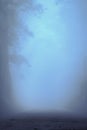 foggy blue forest path. early morning. dusk time. Royalty Free Stock Photo