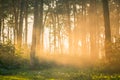 Foggy bright sunset in the woods, instagram style