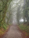 Foggy Camino track - Mamurria