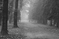 Foggy city park in black and white Royalty Free Stock Photo