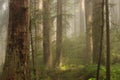 Foggy coastal redwood Sequoia sempervirens forest in Northern California, in the early morning light Royalty Free Stock Photo