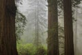 Foggy coastal redwood Sequoia sempervirens forest in Northern California, in the early morning light Royalty Free Stock Photo