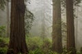 Foggy coastal redwood Sequoia sempervirens forest in Northern California, in the early morning light