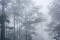 Foggy and cold environment of pine forest inside tropical rainforest