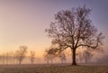 Foggy cold winter morning with tree silhouette