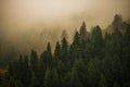 Foggy Colorado Forest