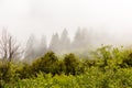 Foggy coniferous and deciduous forest and meadow in Khvamli Mountain range, Georgia